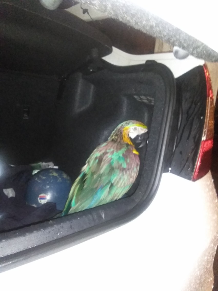 Papagaj je pronađen u Maksima Gorkog