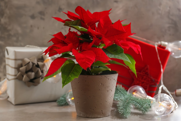 Gwiazda betlejemska (po łacinie Euphorbia pulcherrima), znana również jako poinsecja, jest symbolem świąt Bożego Narodzenia.