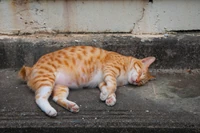 How to tell if your cat needs to go on a diet
