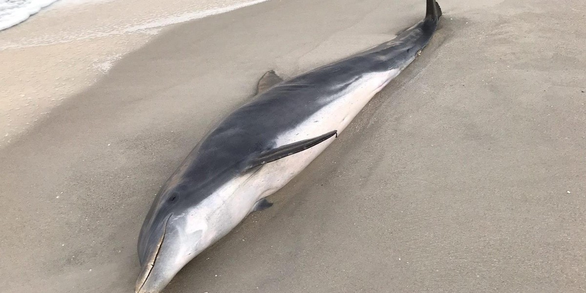 The carcass of a dolphin with a puncture wound to its head is pictured in Naples