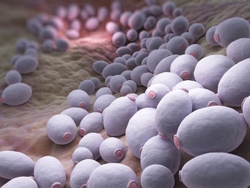 A candida gomba kis mennyiségben az egészséges szervezetnek is része. Probléma akkor jelentkezik, ha a gomba túlszaporodik.
