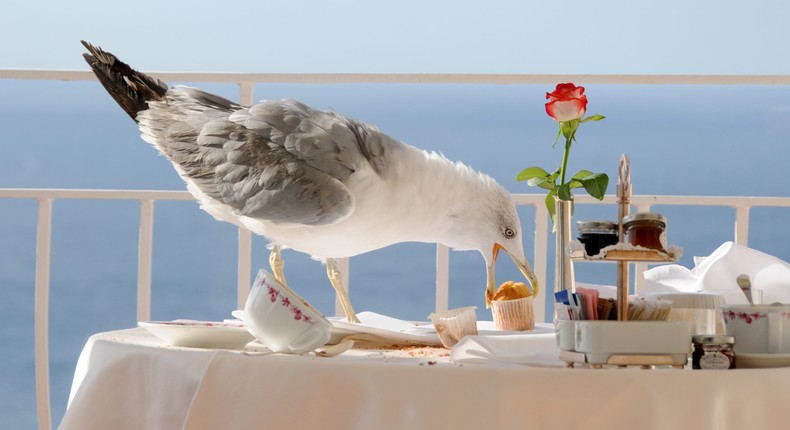 A seagull stealing a muffin.Getty Images