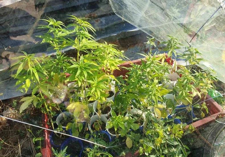 Pronađena marihuana