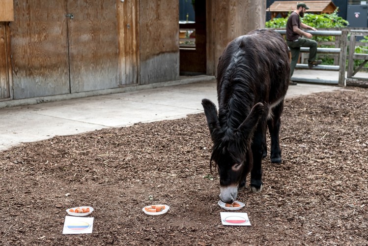 Osioł Zidane z wrocławskiego ZOO wytypował zwycięstwo Polski