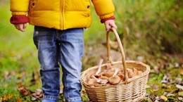 ¿Vas a recoger setas?  Nunca con una bolsa de plástico.