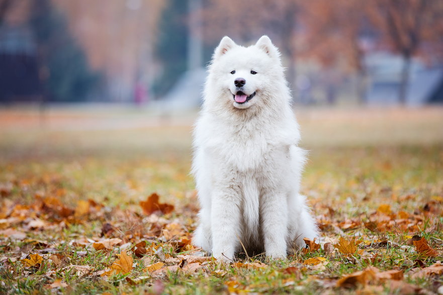 Samojed to pies o charakterystycznym, białym futrze - Andrey Bandurenko/stock.adobe.com