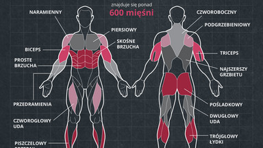 Jak powstają mięśnie? [INFOGRAFIKA]