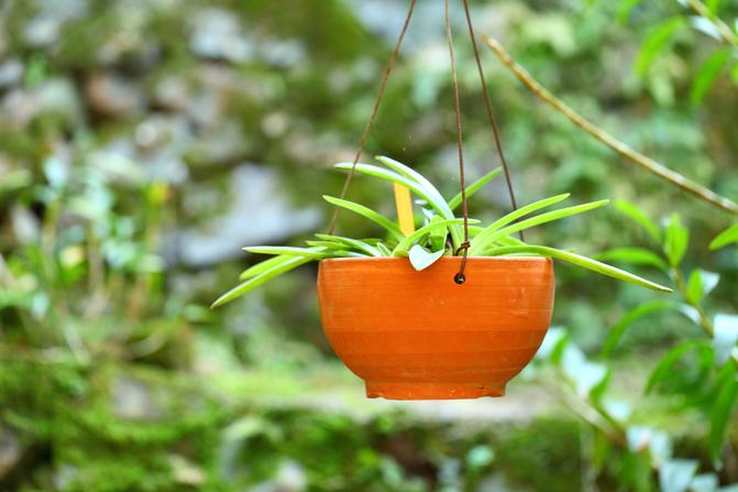 10 cserepes növény, ami tökéletessé teszi az otthonunk levegőjét - Blikk  Rúzs