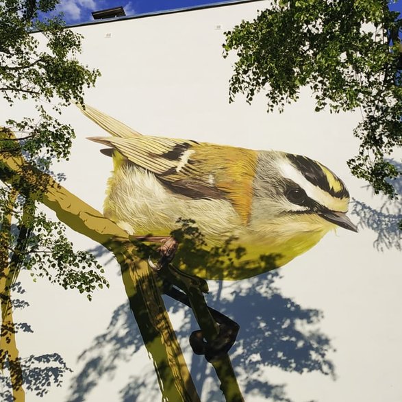 Ptasie murale w dzielnicy Bieżanów