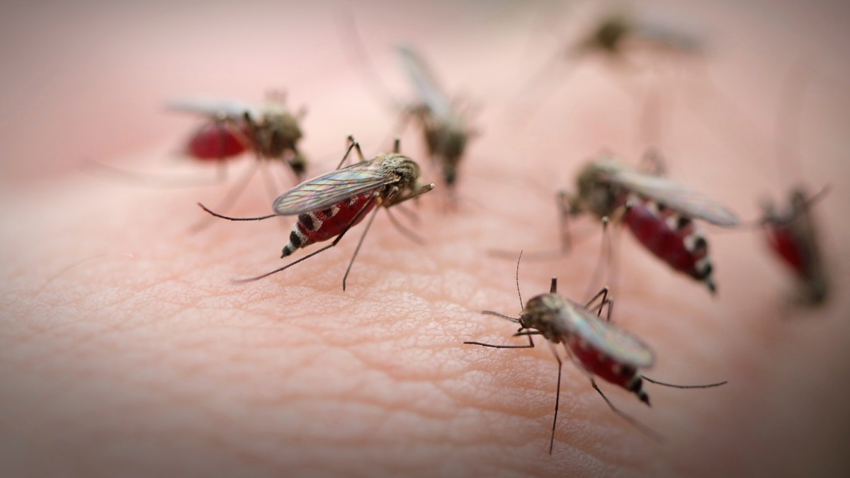 Mieszkańcy Wielkiej Brytanii mają nie lada kłopoty. Duszna, gorąca aura sprzyja insektom, takim jak komary i końskie muchy - ostrzegają specjaliści.