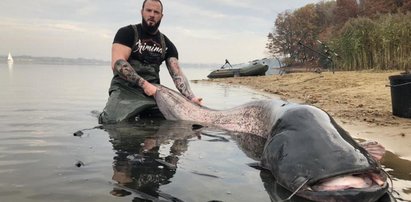 Sum gigant złowiony na Śląsku!