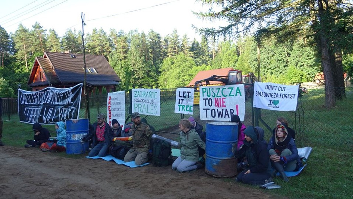 Aktywiści Dzikiej Polski i Obozu dla Puszczy zablokowali dzisiaj harwestera – maszynę służącą do masowej wycinki drzew. To siódma tego rodzaju blokada w ostatnich dwóch miesiącach w Puszczy Białowieskiej. Zorganizowana została w  pobliżu miejscowości Topiło, znajdującej się na obrzeżach rezerwatu Starzyna. Biorą w niej udział również obrońcy przyrody z Czech i Stanów Zjednoczonych.