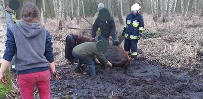 Straszny widok na bagnach. Strażacy aż zamarli