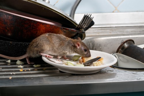 Dirty dishes attract pests [GregoryPestControl]