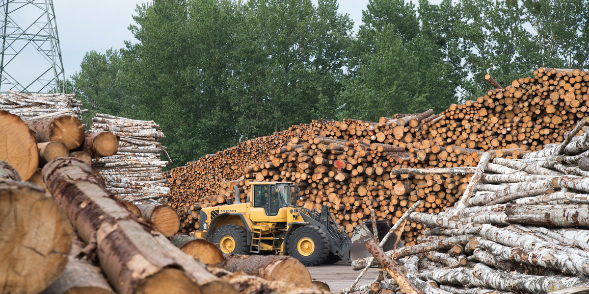 Tartaki mają bezprecedensowe problemy z pozyskiwaniem drewna liściastego z lasów regionalnych do przetwórstwa krajowego – twierdzi niemiecka branża drzewna.