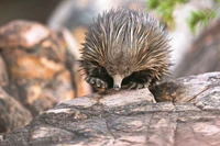 Tego ssaka pokrywają grube kolce. Ale to nie jest jego najdziwniejsza cecha