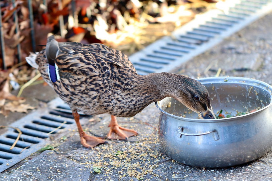 Jedzenie dla ptaków wodnych nie powinno być wrzucane do wody