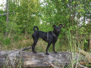 Spuszczasz psa ze smyczy? W tych miejscach mandat wynosi nawet 5000 złotych