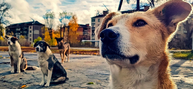 Mutanty z Czarnobyla? Naukowcy ujawniają jak psy rozwinęły supermoce w strefie radioaktywnego zniszczenia