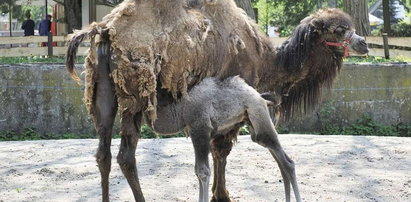 Skandal w zoo. Była w ciąży z innym!