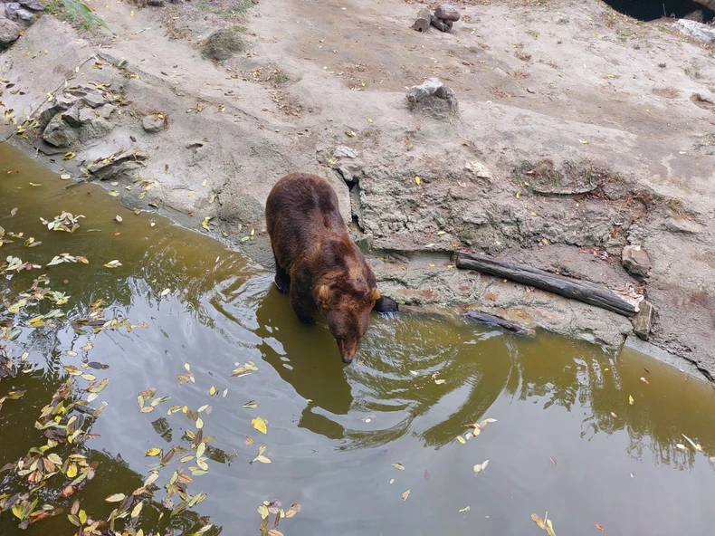 Mrki medved u Zoo Vrtu Palić