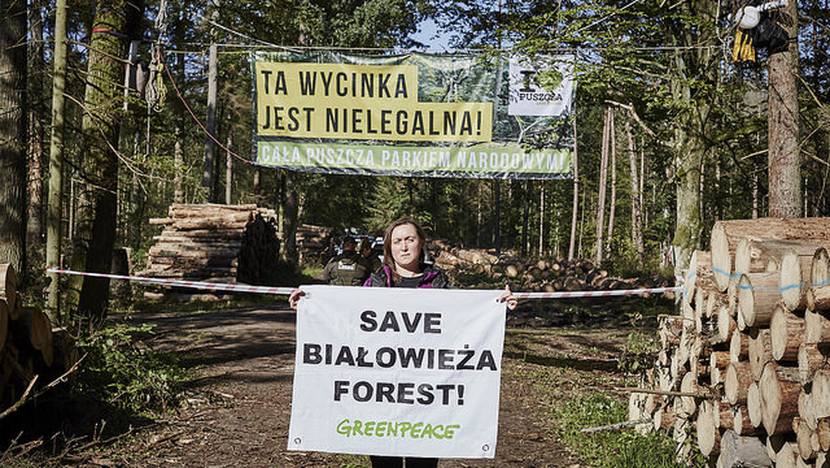 Dzisiaj w godzinach popołudniowych aktywiści z Greenpeace Polska zablokowali tira usiłującego wywieźć ścięte drzewa ze stuletniego drzewostanu w Puszczy Białowieskiej. W akcji bierze udział około trzydziestu aktywistów. Niektórzy przypięli się do ciężarówki, inni weszli na naczepę.