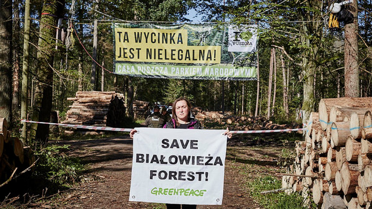 Dzisiaj w godzinach popołudniowych aktywiści z Greenpeace Polska zablokowali tira usiłującego wywieźć ścięte drzewa ze stuletniego drzewostanu w Puszczy Białowieskiej. W akcji bierze udział około trzydziestu aktywistów. Niektórzy przypięli się do ciężarówki, inni weszli na naczepę.