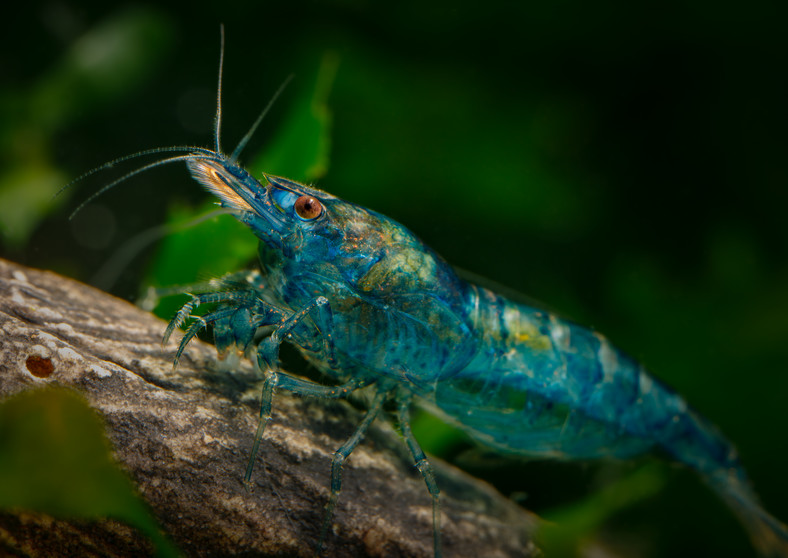 Neocaridina davidi występuje w różnych kolorach. Z tego powodu jest wyjątkowo atrakcyjna dla akwarystów