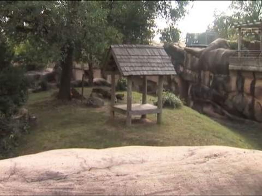 Atak jaguarów na 3-latka w zoo. Spadł na wybieg!
