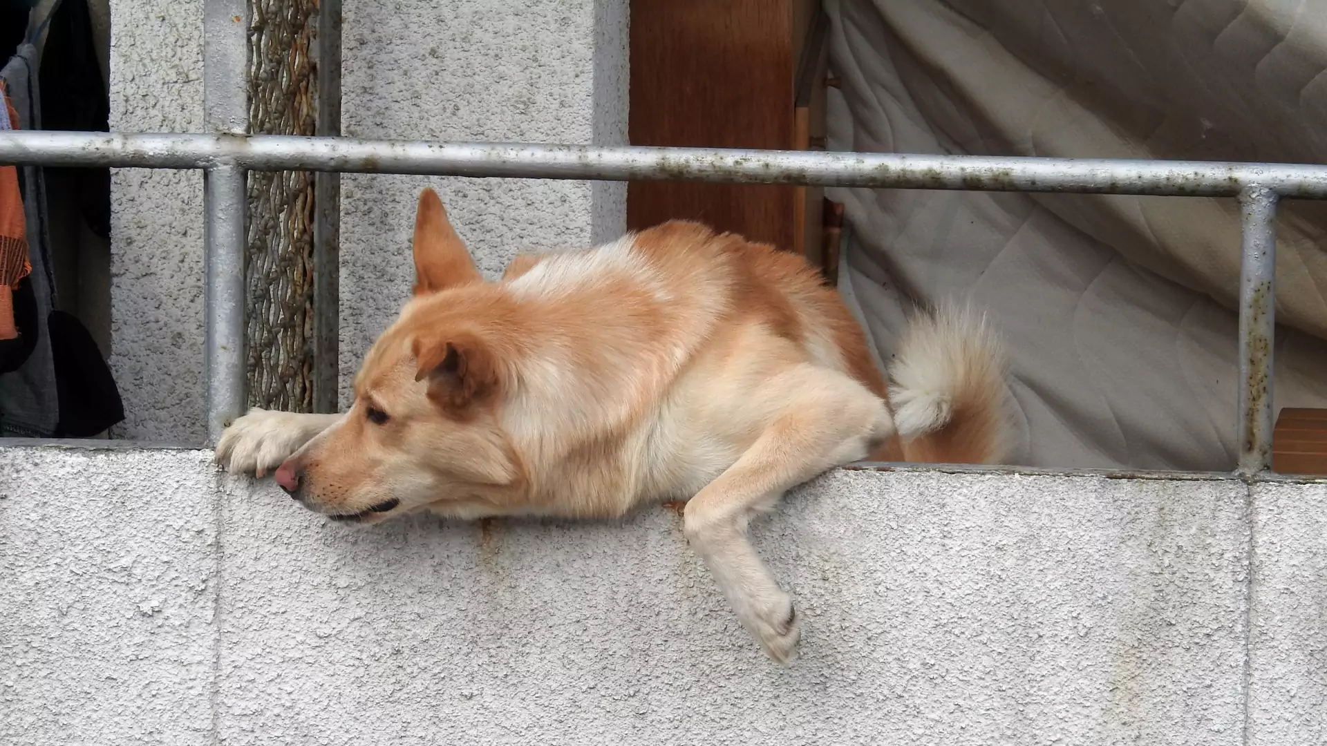 Policja zostawiła ratowanego psa na balkonie. Ekspertka: służby prawdopodobnie nie znały przepisów
