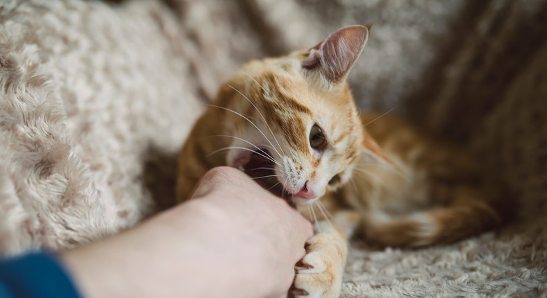 Kittens may be more likely to spread cat scratch disease through biting and scratching.Westend61/Getty Images