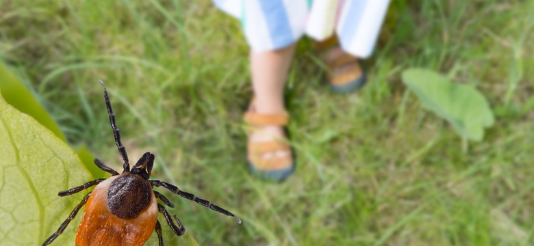 Zasadź te rośliny w ogrodzie, a kleszcze będą się trzymały od niego z daleka