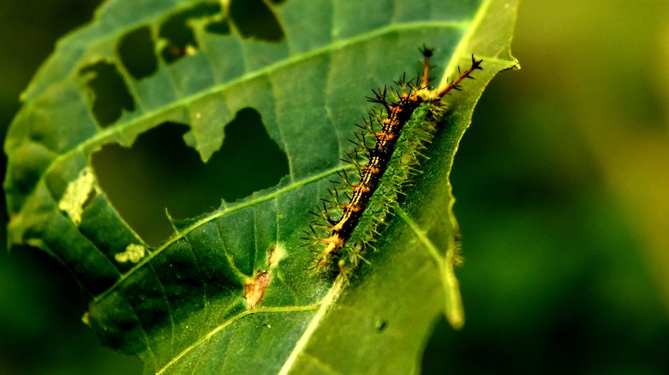 Gąsienice mogą wyrządzić duże szkody w ogrodzie - abhinetra routhu/EyeEm/stock.adobe.com