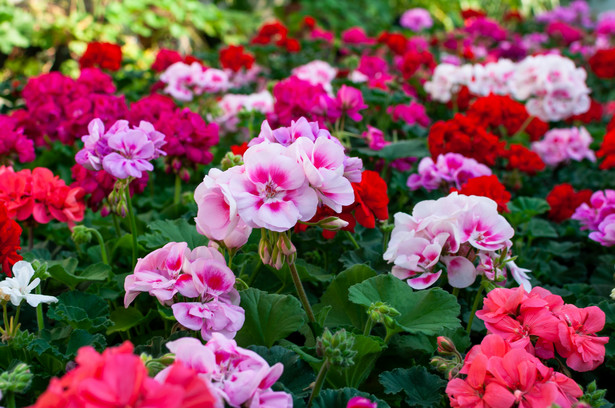 Pelargonia (Pelargonium), mimo pochodzenia z Afryki Północnej, jest niezwykle wytrzymała i łatwa w pielęgnacji. Dzięki temu jest doskonałym wyborem dla miłośników bujnych kwiatów