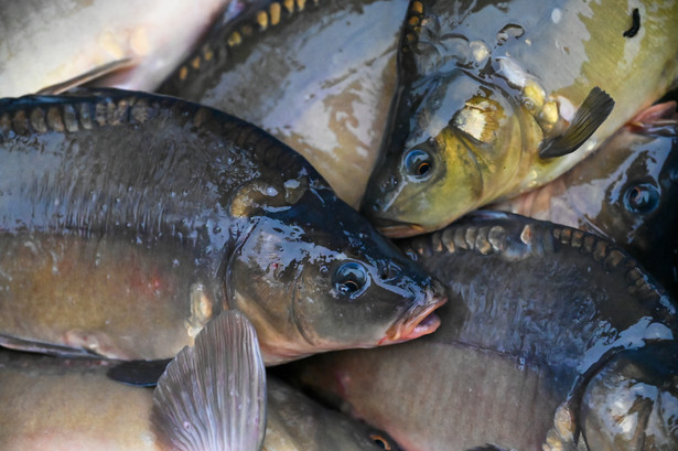 Sprzedaż żywych karpi - czy to legalne? Widzisz ryby trzymane w złych warunkach - zareaguj