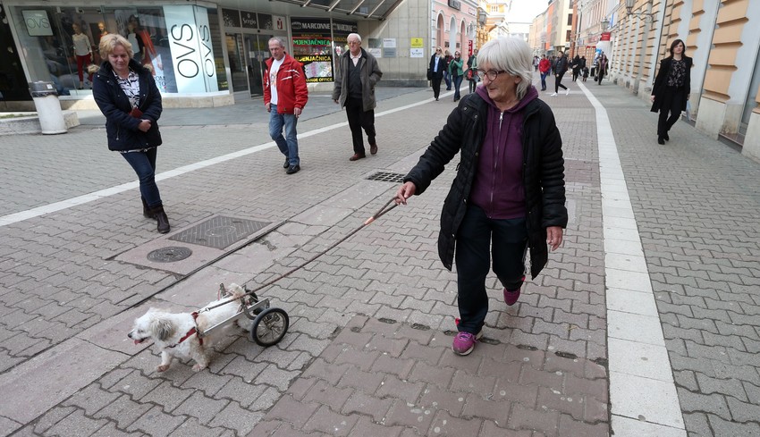 Maltezer Lola sa vlasnicom Desom Vranješ