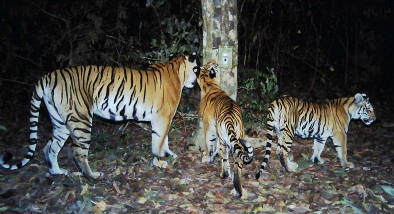 In this photo taken in 2016 and released by Panthera, a wild cat preservation group, on March 28, 2017, three Indochinese tigers roam the forest in eastern Thailand