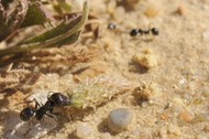 Major worker of European Harvester Ant (Messor sp.) dragging a small Plantain flowerhead towards its