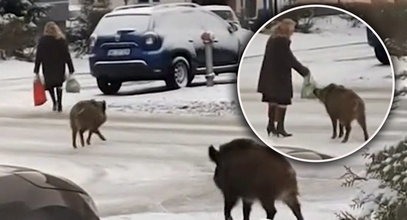 I straszno, i śmieszno. Dziki z Jaworzna goniły kobietę z zakupami. Film robi furorę w sieci