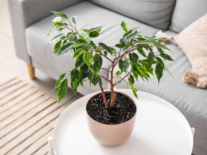 Fikus je izabran za sobnu biljku godine 2026. godine: Jedan od najjednostavnijih sa održavanje