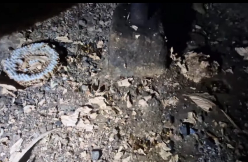 Vladica Stanković, hvatač zmija , juri stršljene