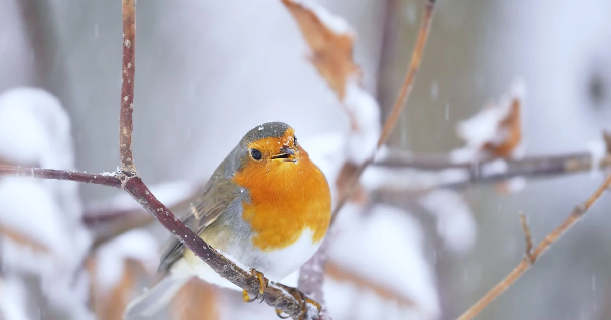 Jak zwabić rudzika do ogrodu? Czym dokarmiać rudzika, żeby przyleciał do karmnika?