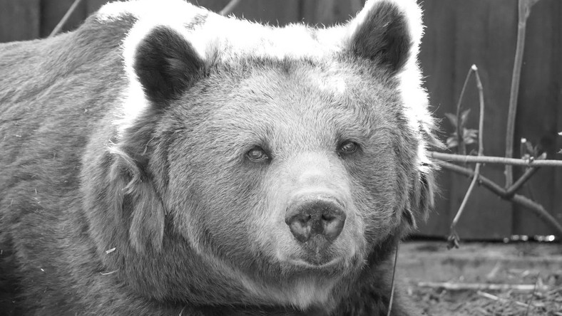 Warszawa: Nie żyje niedźwiedzica Tatra. Miała 38 lat