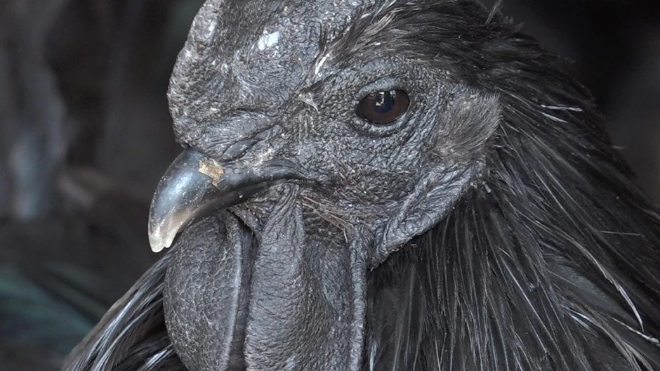 Najskuplje kokoške na svetu