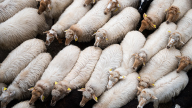 Piorun zabił wielkie stado owiec w Gruzji