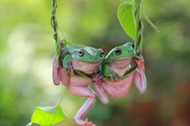 Two Dumpy frogs on a plant, Indonesia