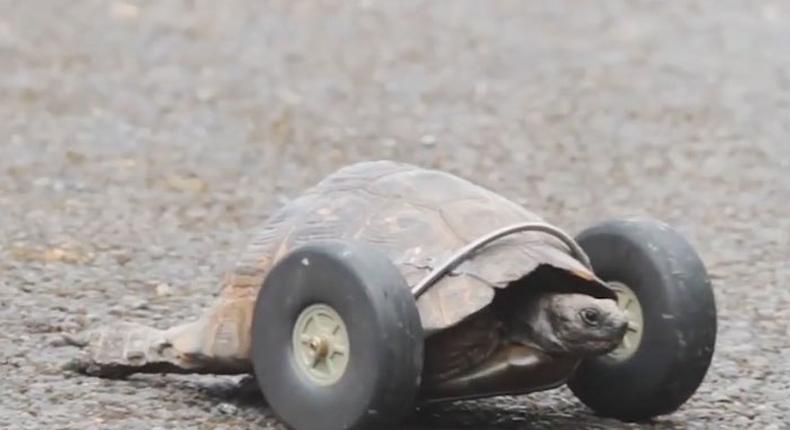 Tortoise, 90, gets wheels for legs after rat attack