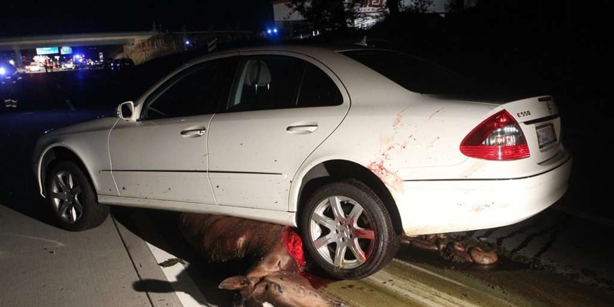 Końska jatka na autostradzie. Mocne zdjęcia