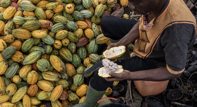 Cacao en Côte d'Ivoire : Le prix fixé à 1 800 francs CFA, mais les producteurs restent insatisfaits