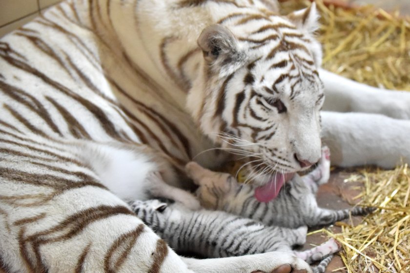 W ZOO Safari w Borysewie urodziły się kolejne tygryski